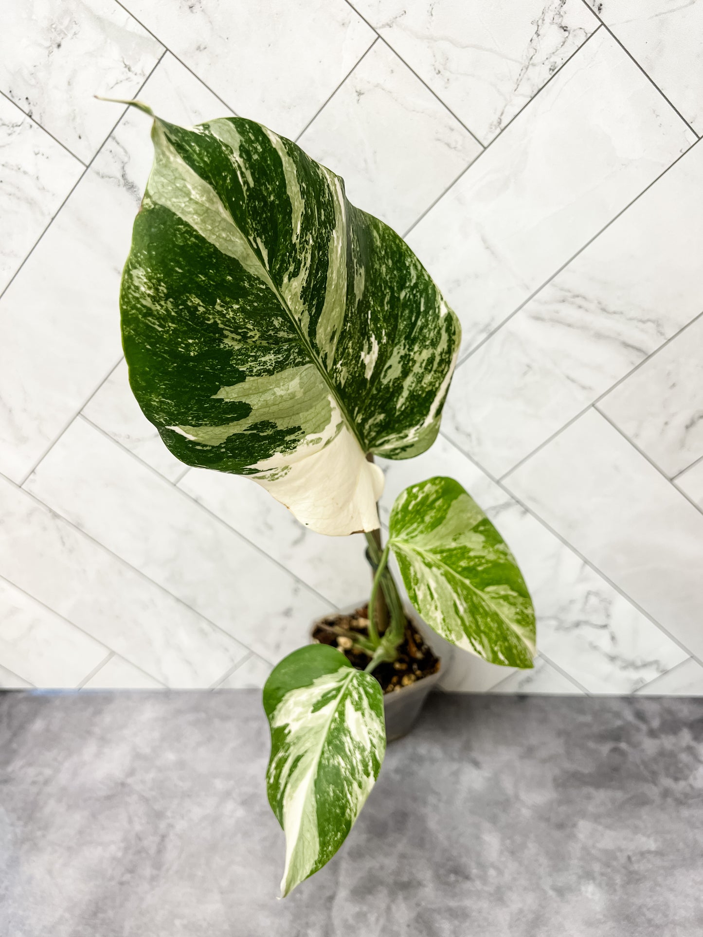 Monstera Borsigiana Albo (high variegation)