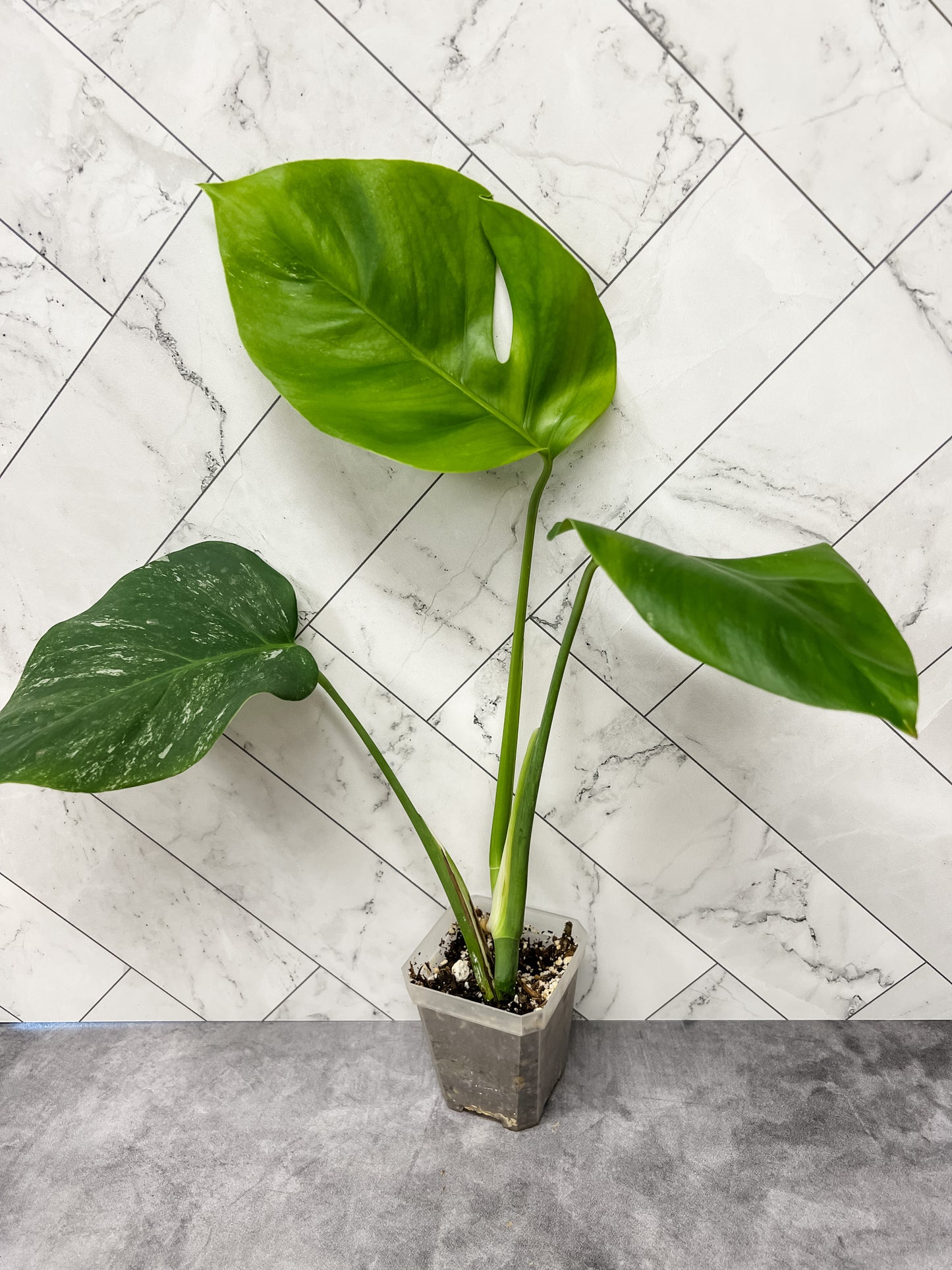 Monstera Borsigiana Albo (low variegation)