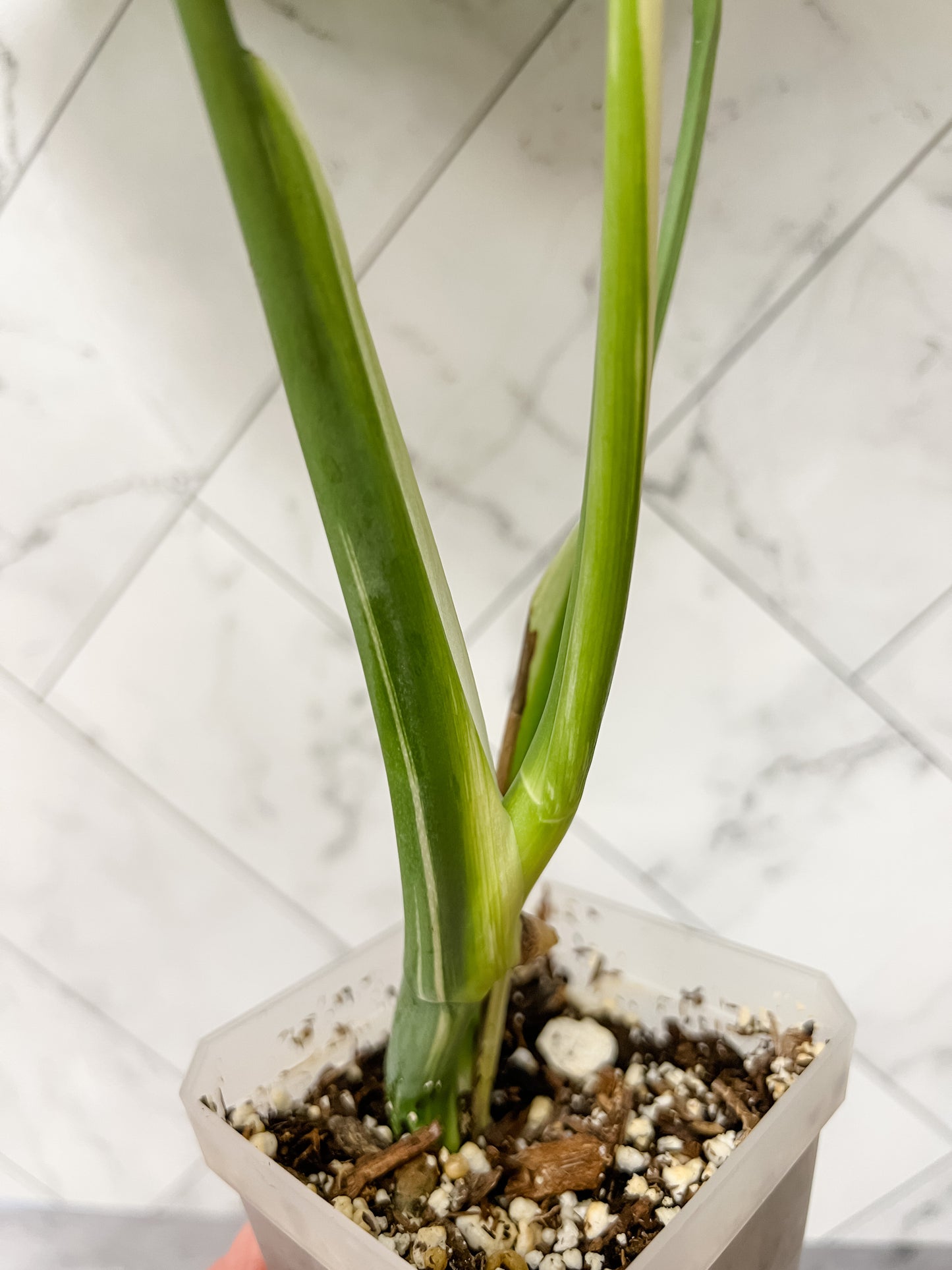 Monstera Borsigiana Albo (low variegation)