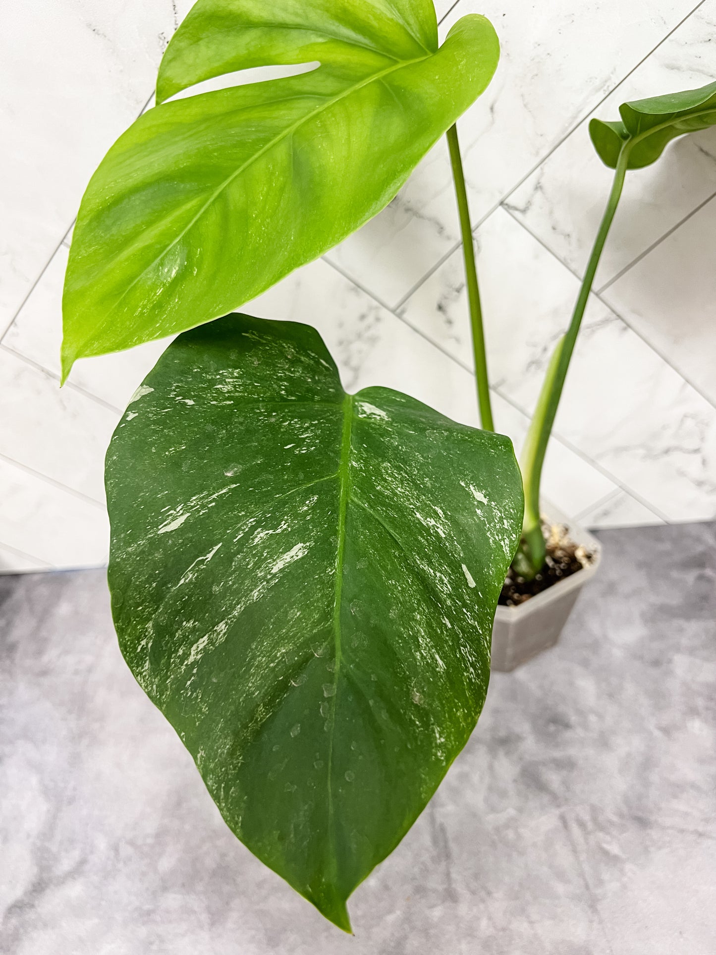 Monstera Borsigiana Albo (low variegation)