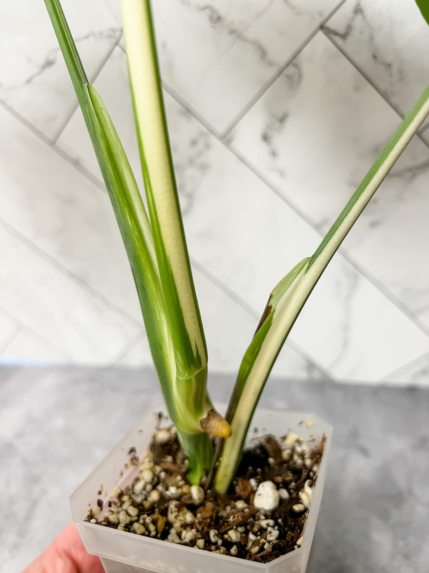 Monstera Borsigiana Albo (low variegation)